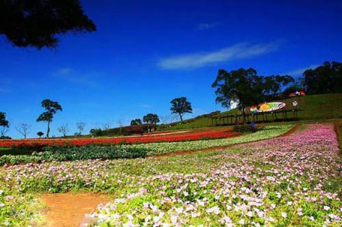 10 canh dong hoa dep nhat the gioi 1.5