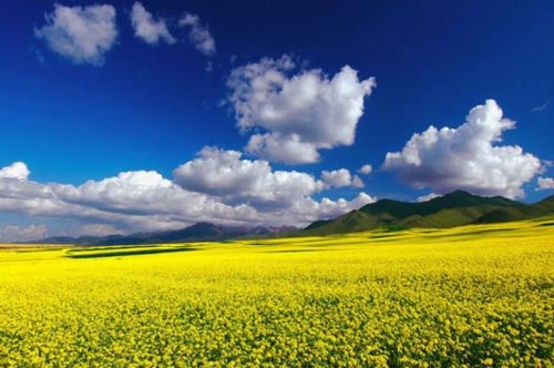 10 canh dong hoa dep nhat the gioi 1.7