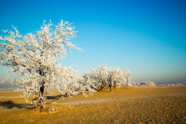 10 canh dep noi tieng ha lan 7