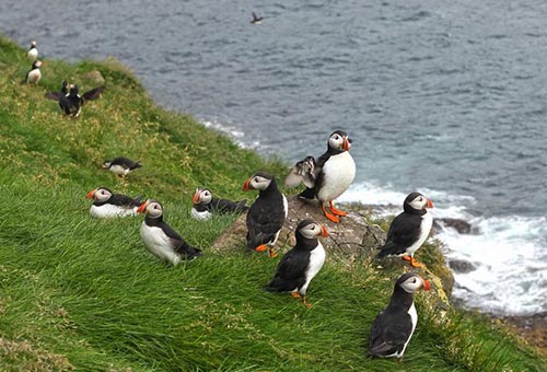 10 dieu thu vi chi co tai iceland 8