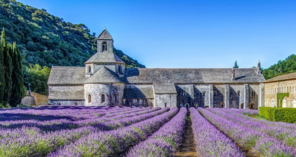 Hoa oai huong provence 4