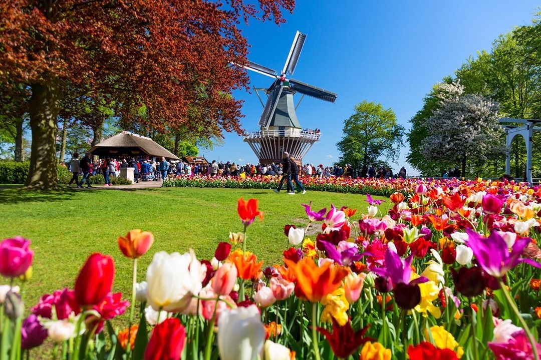 hoa tulip canada 7