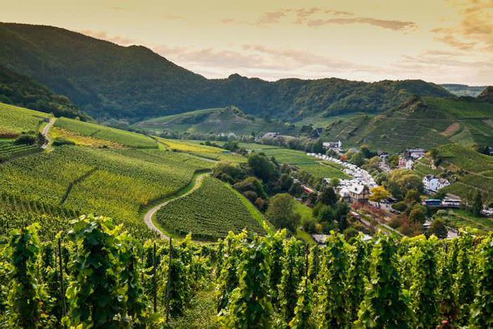 bonn duc 7